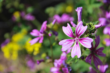 large pink flower mallow with large petals on a background of green leaves