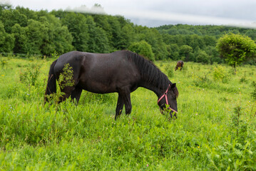Mountain horse grazes grass on green meadow on cloudy summer day