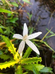 White flowers taken after rain