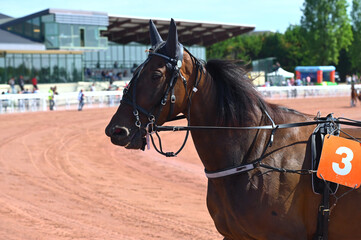 cheval, cheval de course
mammif&egrave;re ,sport, hippisme, hippodrome,pur sang,