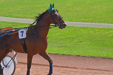 cheval, cheval de course
mammifère ,sport, hippisme, hippodrome,pur sang,