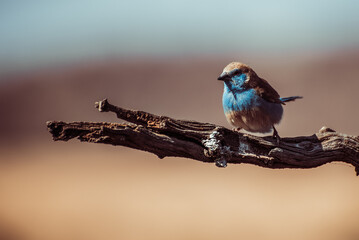 bird on a branch