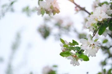 branch of a blossoming apple tree with white flowers in the garden close up in sunlight as background