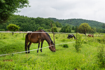 Fototapeta na wymiar Mountain horse grazes grass on green meadow on cloudy summer day