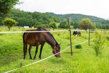 Fototapeta na wymiar Mountain horse grazes grass on green meadow on cloudy summer day