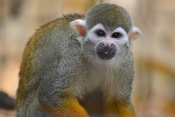 江戸川区自然動物園「コモンリスザル」