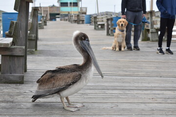 Brown Pelican on Avalon Pier