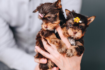 Female Yorkshire Terrier in hands. Close Portrait of Puppies