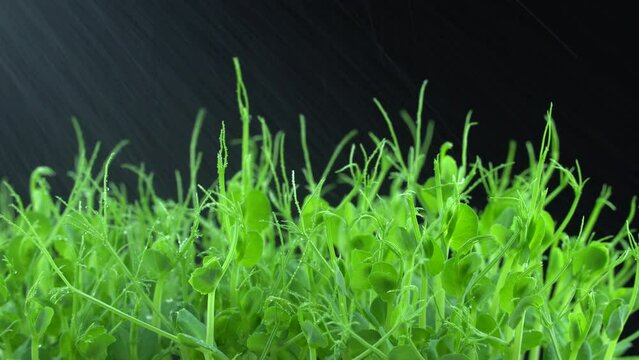 Watering pea microgreens. Water is sprayed on green plants pisum. Splashed on juicy young sprouts in containers. Germination of beanstalk. Healthy nutrition and organic food.