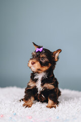 Multicolored Yorkshire Terrier Puppy Sits Alone on Blue Background. Puppy with bow on his head