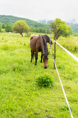 Naklejka premium Mountain horse grazes grass on green meadow on cloudy summer day