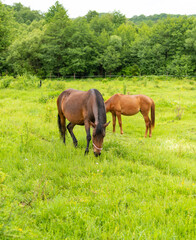 Naklejka na ściany i meble Mountain horses graze grass on green meadow on cloudy summer day