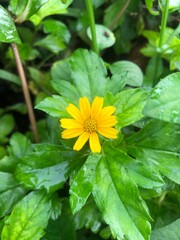 Beautiful yellow flowers are blooming in the garden