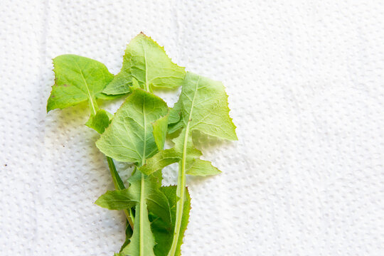 Serralha leaves on a wooden table