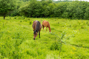 Mountain horses graze grass on green meadow on cloudy summer day