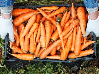 Harvesting carrots in autumn. Female hands in work gloves hold a black plastic box with fresh...