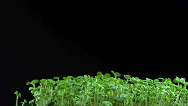 Mustard microgreens rotation on black background. Green plants sinapis alba germination. Juicy young sprouts in containers. Germination of mustard seeds. Healthy nutrition and organic food.