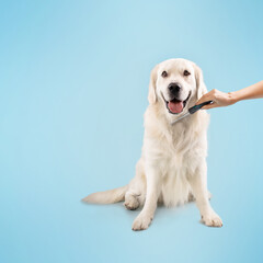 Grooming domestic pet concept. Happy healthy labrador dog sitting on the floor, person combing...