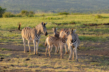 Fototapeta na wymiar Zebras im Naturreservat Hluhluwe Nationalpark Südafrika