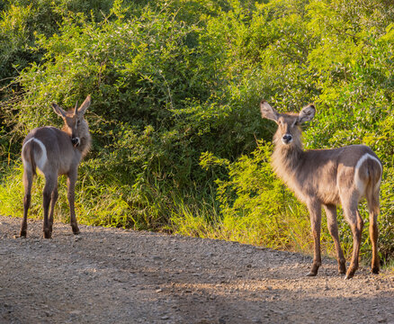 Wasserbock im Naturreservat Hluhluwe Nationalpark S&uuml;dafrika