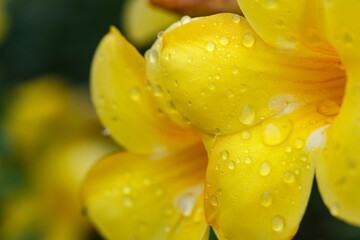 Fototapeta premium Golden trumpet flower or Allamanda cathartica blooming in the garden