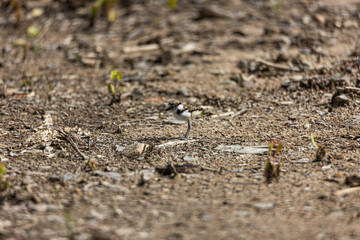 little bird(little ringed plover)