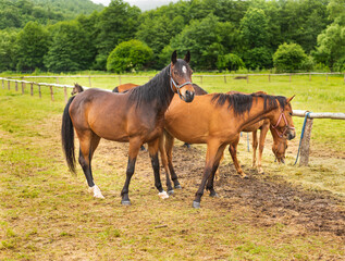 Mountain horses graze grass on green meadow on cloudy summer day