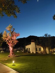 Lighted tree with a house in the background
