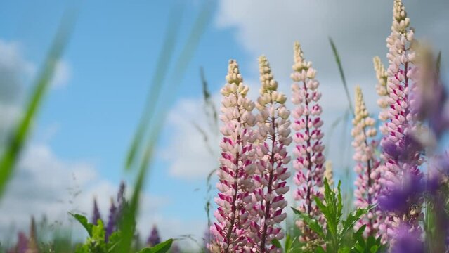 Beautiful wild pink wild flowers against the blue sky. Close-up, 4k live video footage of a blooming lupine. Lupine blooming summer sunny field background, the wind shakes the flowers