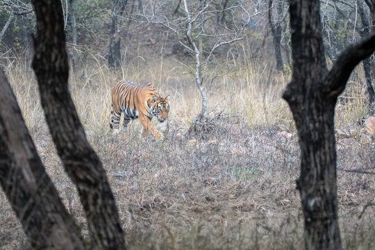 A female tigress walking in the jungles of Ranthambore tiger reserve during a wildlife safari