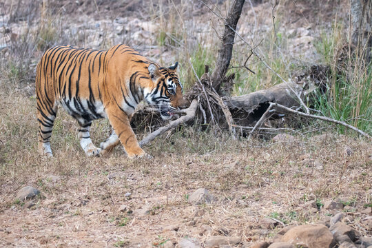 A female tigress walking in the jungles of Ranthambore tiger reserve during a wildlife safari