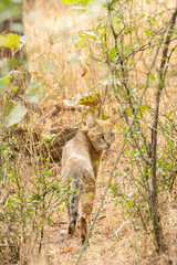 A jungle cat walking through the bush inside Ranthambore National Park during a wildlife safari
