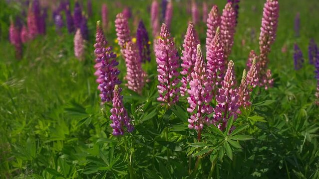 Beautiful wild wildflowers Lupins in the meadow, swaying in the wind. Close-up, 4k live video footage of blooming lupins, natural flower background