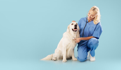 Happy veterinary doc checking golden retriever's heartbeat at animal clinic, sitting with labrador...