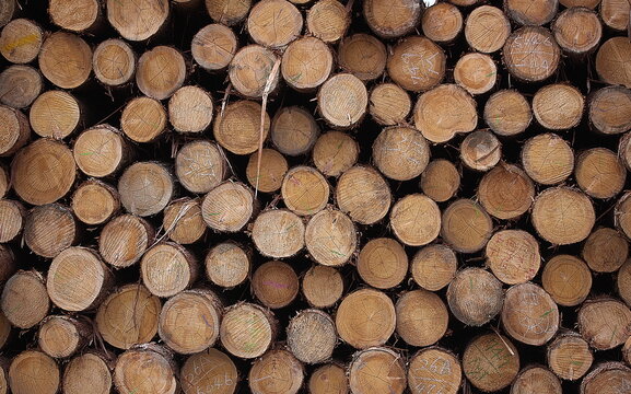 日本の木材　日本のひのき
