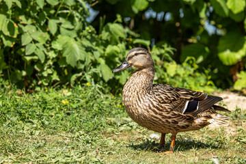 Portrait of a standing, female mallard with a natural, green background