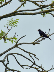 A male Blackbird perched on a branch against a white sky. Simple and sparse, the image has a Ukiyo-E wood-block-print feel.