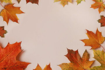 Frame of colorful red and yellow autumn leaves with cones and rowan berries on trendy beige background. First day of school, back to school, fall concept. 