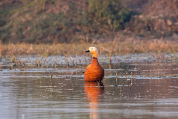 A rudy shelduck swimming in the marshy waters of Keoladeo National Park during a winter morning. - obrazy, fototapety, plakaty