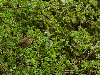 A robin perched on a branch in front of a bush, orange-red against green, poised and about to take flight through the tangled foliage.
