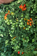 Tomate cereja maduro colhidos na lavoura