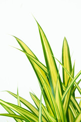 Closup of screw pine auspicious plant commonly planted in garden. Pandanus sanderi Sander ex M.T....