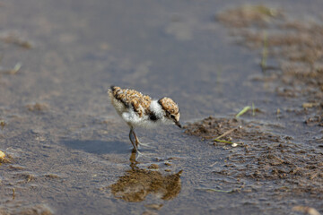little bird(little ringed plover)