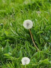 A pair of dandelion clocks, delicate and fragile and fluffy, amongst the greenery of blades of...