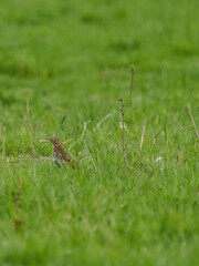 A song thrush on the hunt, foraging through a grassy field to find the invertebrates it feeds on and with a worm already caught.