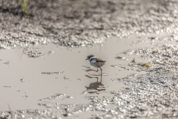 little bird(little ringed plover)