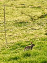 A cautious, watchful rabbit pauses for a moment in the long grass of a field edge, bathed in bright, warm evening sunshine.