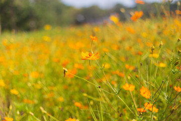 The beautiful yellow flowers are beautifully blossomed.