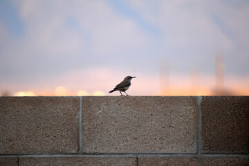 Bird on Wall 