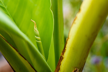 Bud of a new banana leaf, rolled up on itself.